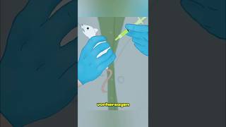 Warum Alle Forscher Ratten Nehmen