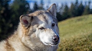 Training an Alaskan Malamute Puppy: Start at 812 Weeks!