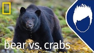 Bear Catching Crabs (Episode 2) | wild_life with bertie gregory