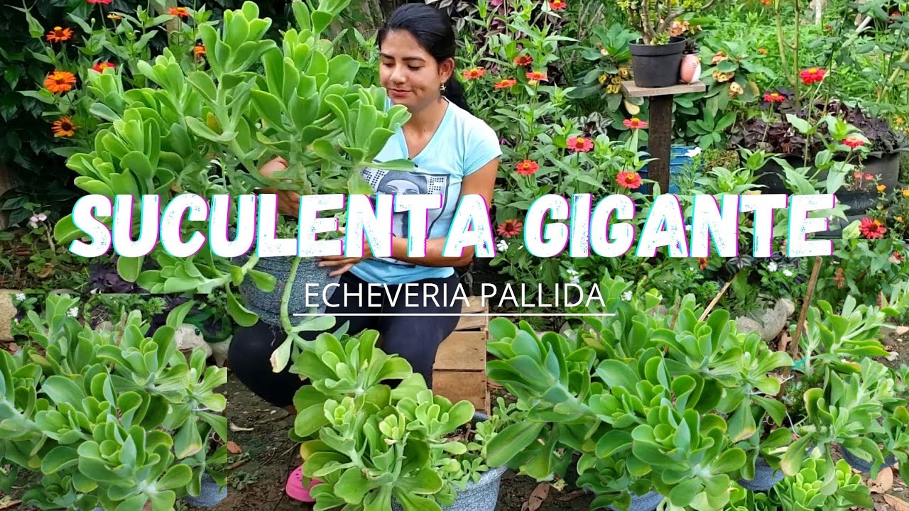 SUCULENTA GIGANTE😱 