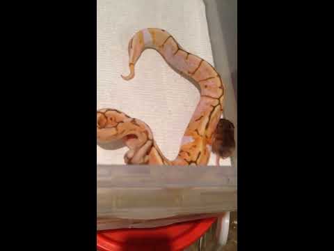 Ball python with severe neurological issues "hunting" - A test of his abilities