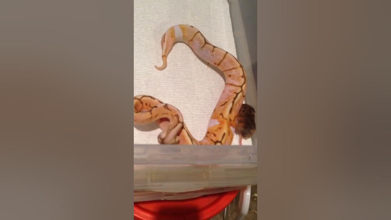 Ball python with severe neurological issues