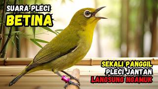 Pleci Betina Birahi Memanggil Jantan Cocok Buat Pancingan Agar Pleci Buka Paruh