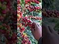 Mari memetik Kopi, buah yang Lebat #farming #agrikultur #teknikpertanian #kopisehat #satisfying