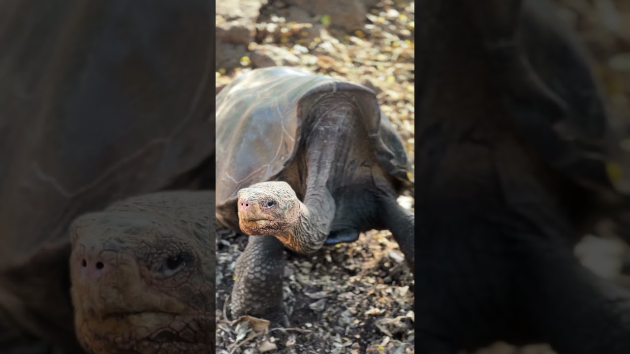 Setting sail for the Galápagos Islands on a luxury expedition cruise.