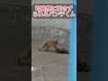 仲間たちの猛攻撃の代償。7月16日、地面と一体化（？）して引きずり回されるパンチくんの衝撃の受難。🚨 #パンチくん#shorts