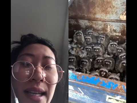 #duet with @iamahugedeal like low key kinda freaky Deaky racoons✨ #fieldtrip #class