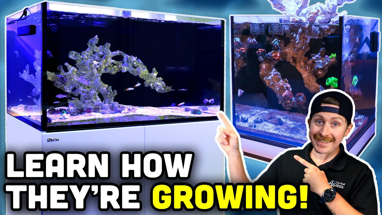 NANO против REEFER 250! Проверяем баллоны TSA Studio!