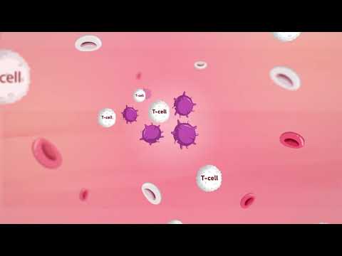 What is Cancer Immunotherapy? Personalised Cancer Treatment