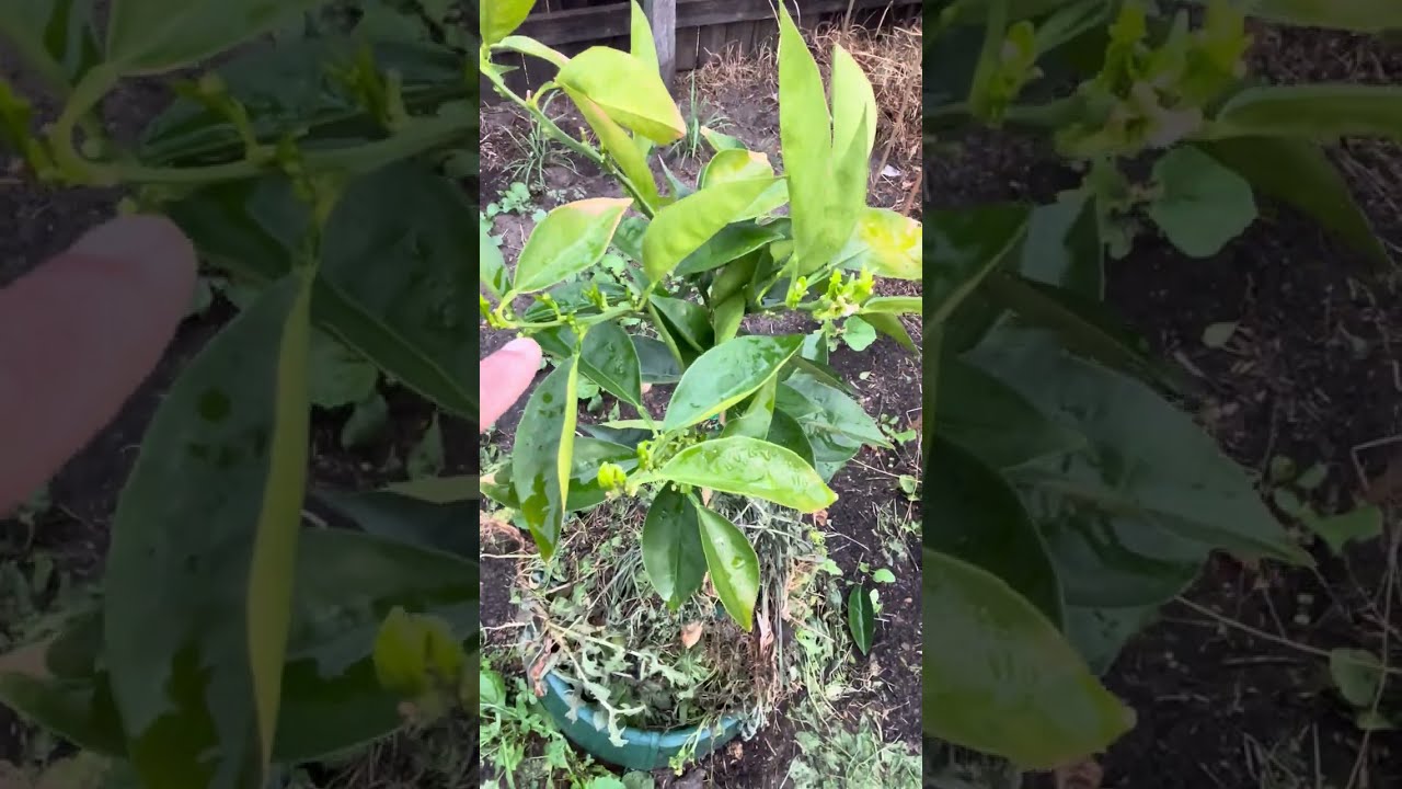 Ep-32 Vegetable Update Squash, Corn, Bottle Gourd, String Beans, Lima Beans and Lemon Grass