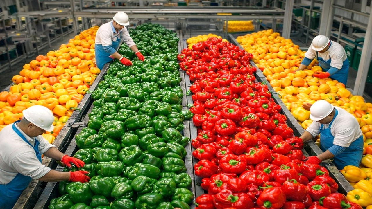 毎日何百万個ものカラフルなピーマンがどのように栽培され、選別されているか