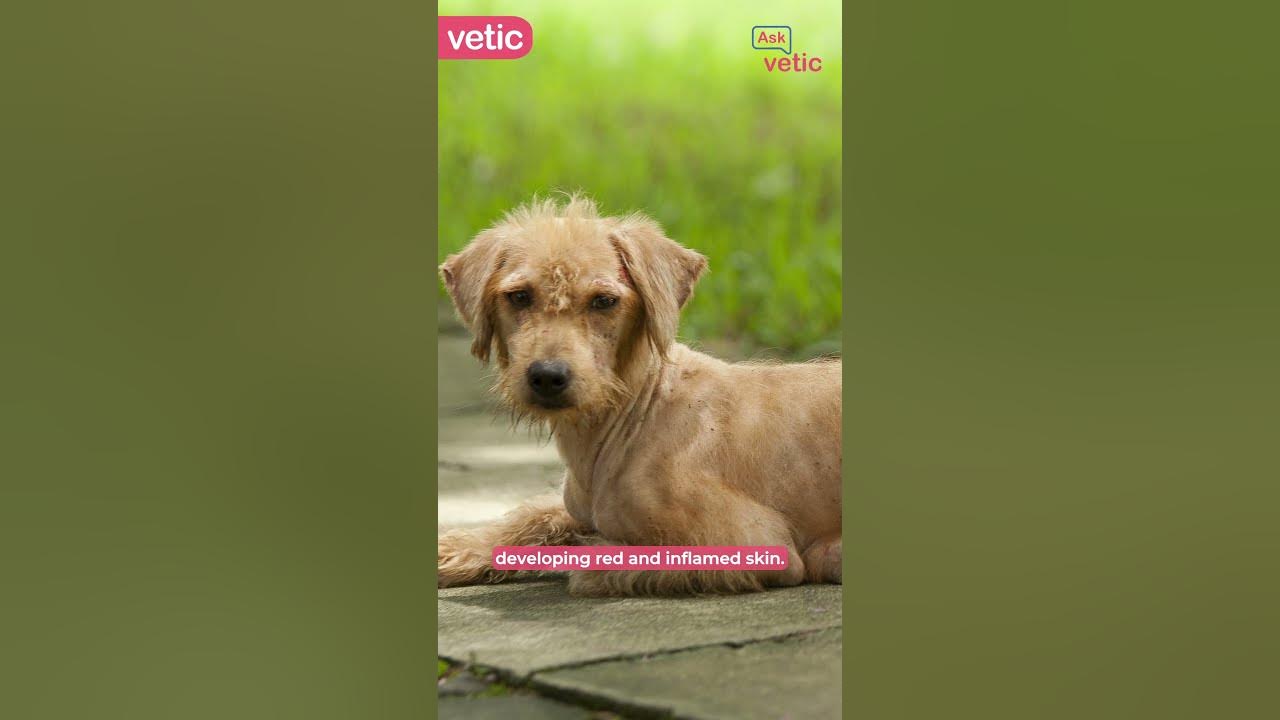Scabies in dogs signs treatment prevention youtube