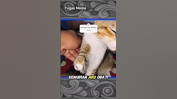 Semoga kucingku lekas sembuh #catshorts #catrescue #sedih