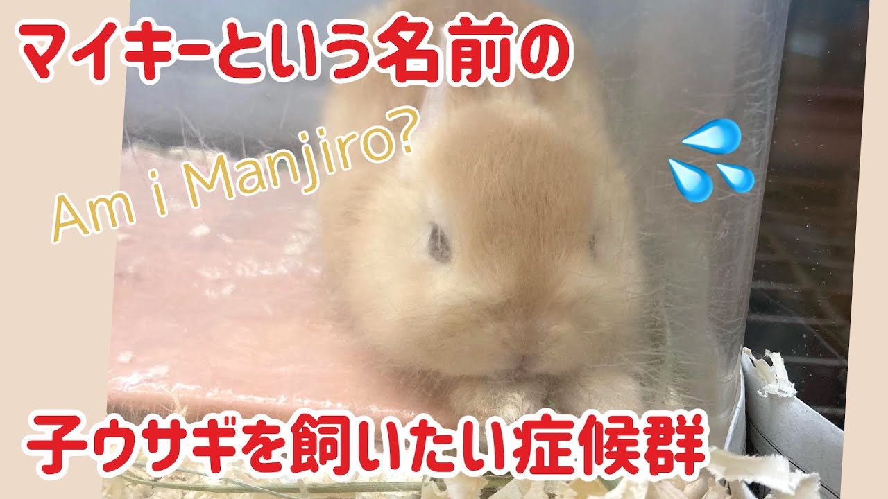 うさぎ大好き また子ウサギをお迎えしたい 次飼うなら 名前はマイキーにしたいけど Youtube