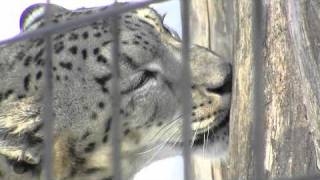 ユキヒョウ アクバルとリーベ