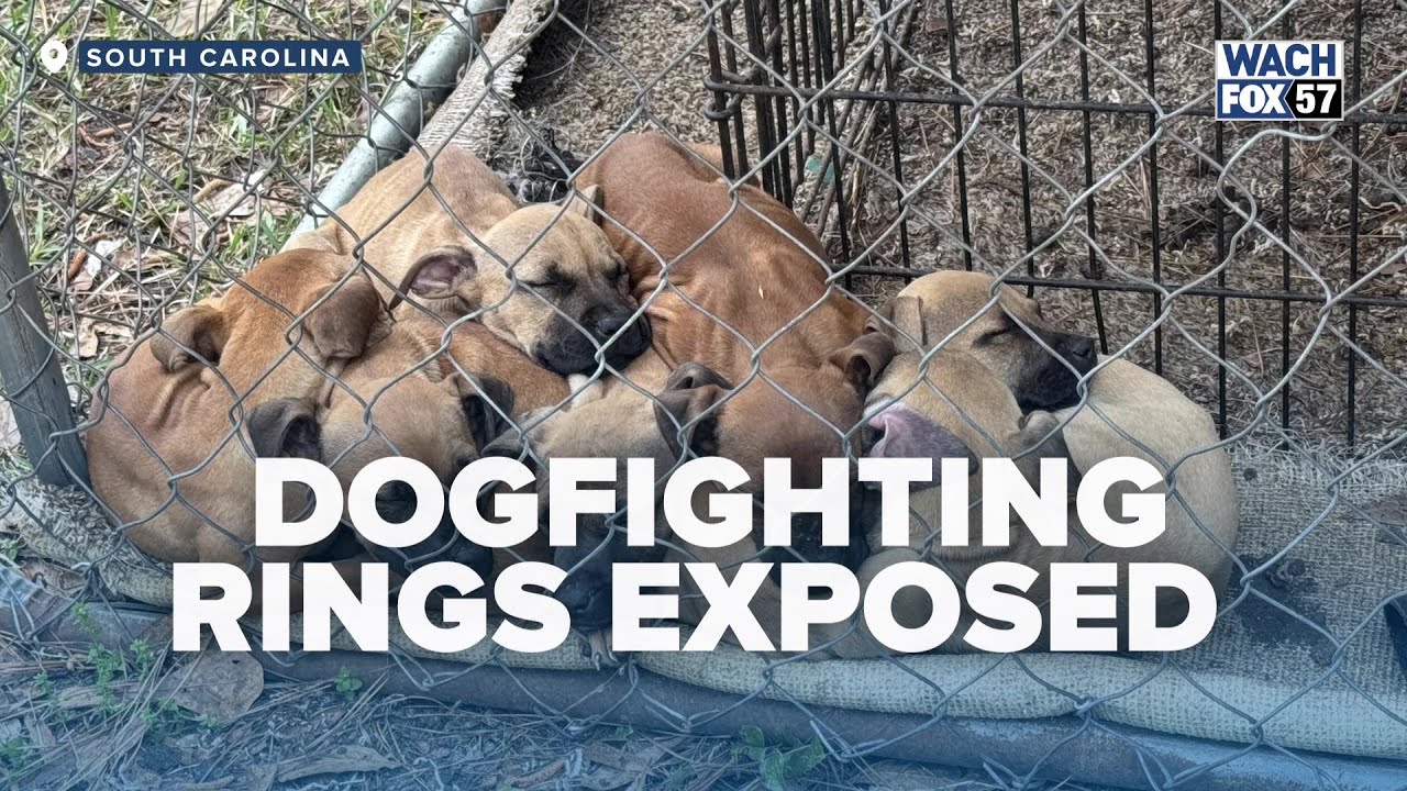 Over 160 Dogs Rescued, Multiple Arrests in Statewide Dogfighting Crackdown