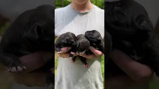 Black American Pitbull Terrier Puppies. Adba Kennel