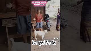 Bunga Dunia Lagu Ende Lio Terbaru 2026 lagutimur laguviral lagujoget viral 