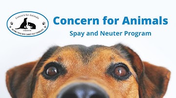 The Concern for Animals Spay & Neuter Program - financial help to get pets preventative care!