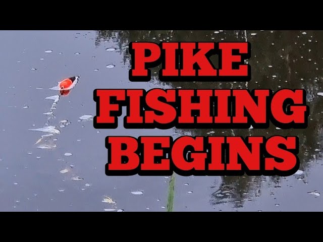 Pike Fishing With Dead Baits On The River 