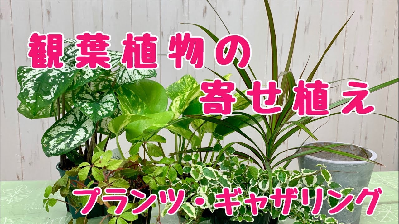 初心者向け観葉植物の寄せ植えプランツギャザリング Youtube