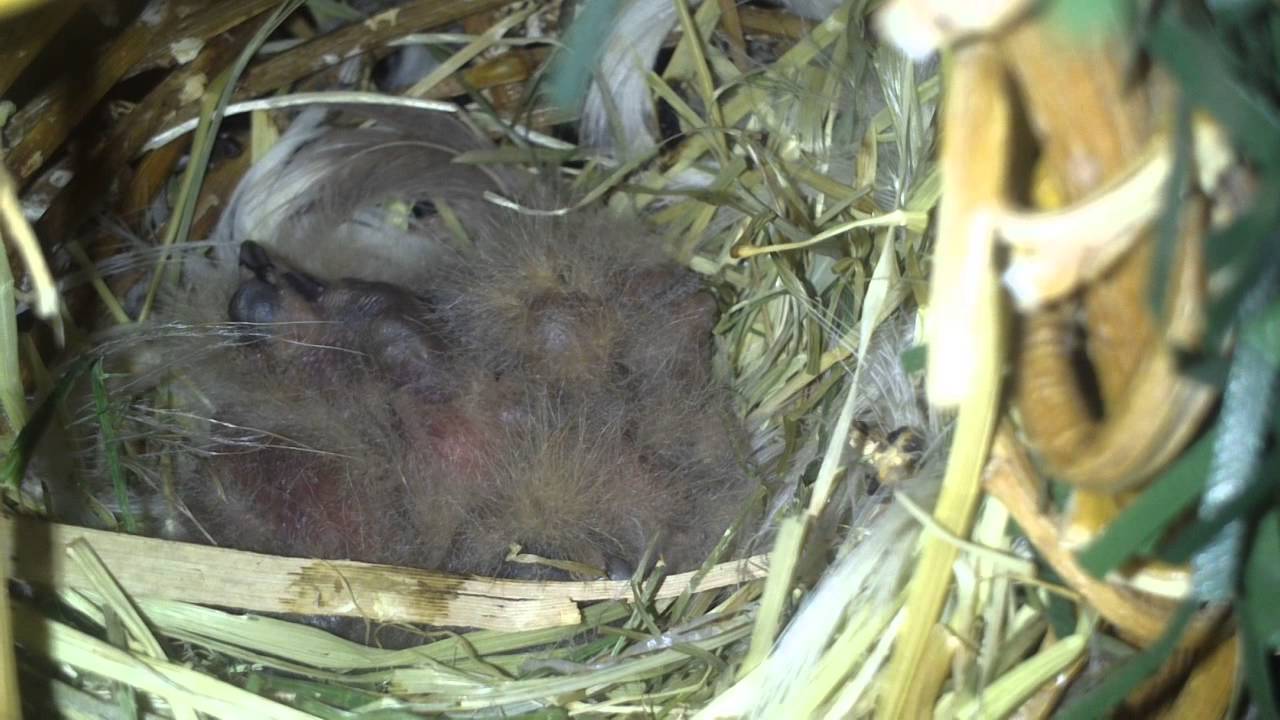 Young Blue Caps (Uraeginthus cyanocephalus)