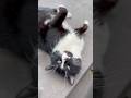 Azman Minnoş Kedi