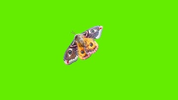 Insects. Moth | Green Screen Animation | No Copyright | Free Download | Stop Motion Animation
