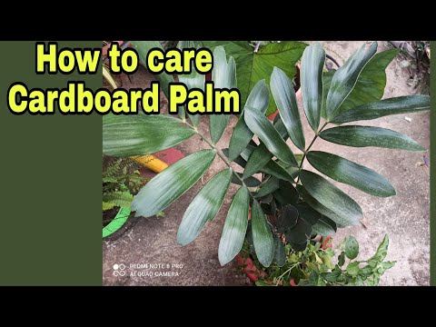 וִידֵאוֹ: Cardboard Palm Care - How To Grow Zamia Palms
