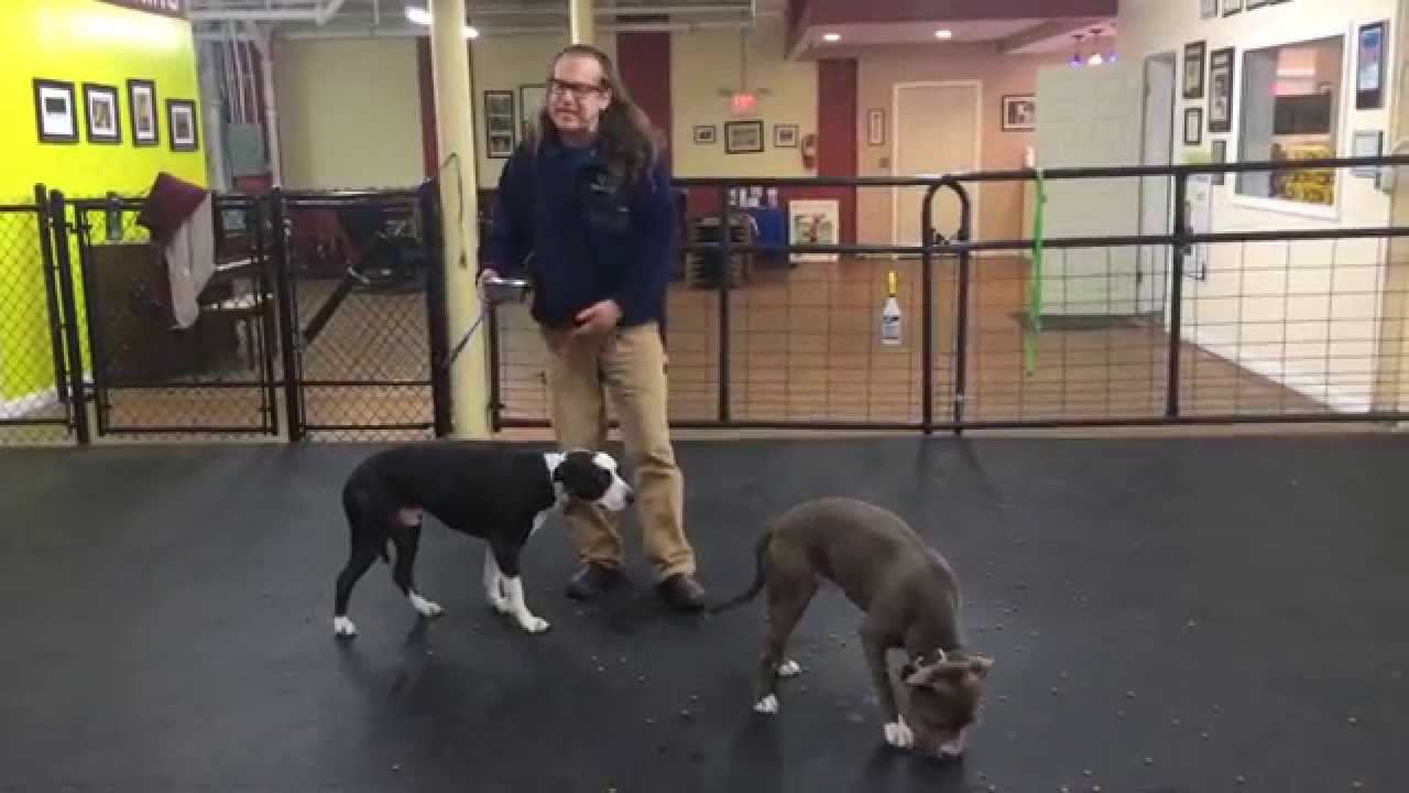 dog trainer in delhi Aggression Rehab Solid K9 Training