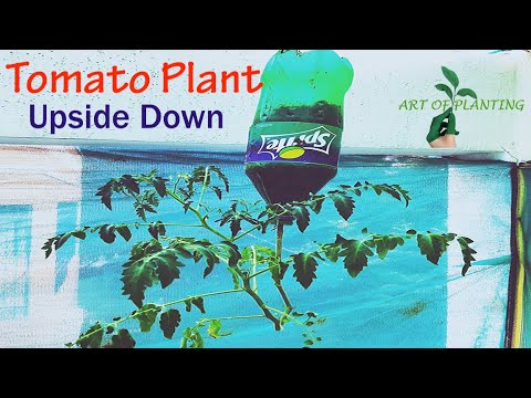 Easy Way to Grow Tomatoes at Home| DIY Hanging Tomato Plant in a