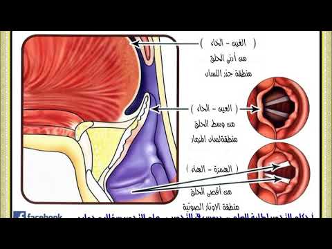 مخارج الحلق الثلاثة وحروفهم الستة الهمزة الهاء العين الحاء الغين الخاء بطريقة ممتازة