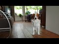 Kooikerhondje Nilsson (en Poekie) met zijn nieuwe Trixie Memory Trainer