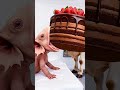 Marvelous Dancing Polish Cow funny Axolotls Chocolate strawberry asmr cow dance animal funny video