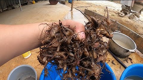 MÓN ĂN ĐẶC SẢN TỪ CON TÔM RỪNG ĐƯỢC LÀM NHƯ THẾ NÀO