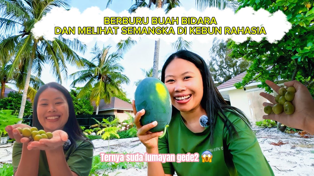 PANEN BUAH BIDARA DAN PERGI NGECEK BUAH2AN DI KEBUN RAHASIA | ternyata sudah besar2🥰