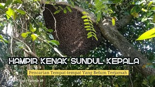 LEBAH INI BERSARANG SANGAT RENDAH