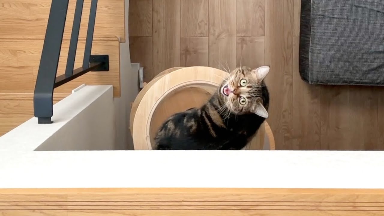 上から覗くと大きな声でお返事する猫が可愛すぎる！