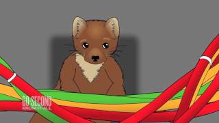 The day a weasel wrecked the $9bn Supercollider: 60-Second Know-It-All