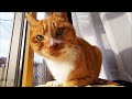 猫の寒さ対策をしたら気に入って動かなくなりましたw