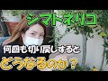 シマトネリコ 何回も切り戻し 幹が太くなる【おうちでガーデニング】開花園チャンネル