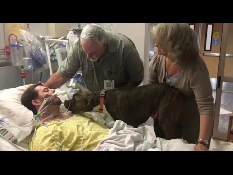 Dog visits hospital to say final farewell to dying man