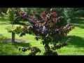 Parrotia persica felicie  persian ironwood