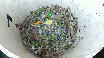 Sỗ Vuông Tôm Vào Mùa Cải Tạo | giang trần cà mau