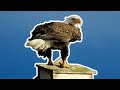 Last Week at SuperBeaks Episode 002 #baldeagle #hurricanenicole #hawk #livestream