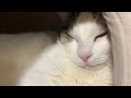 熟睡する豆大福 【今日のひのき猫】