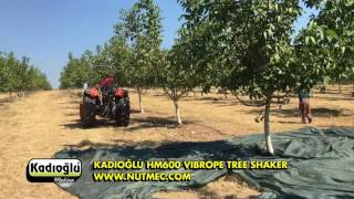 Walnut Tree Shaker Machine - Young Chandler Walnut Trees