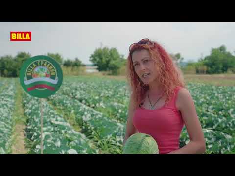Видео: Късна реколта от ранно зеле