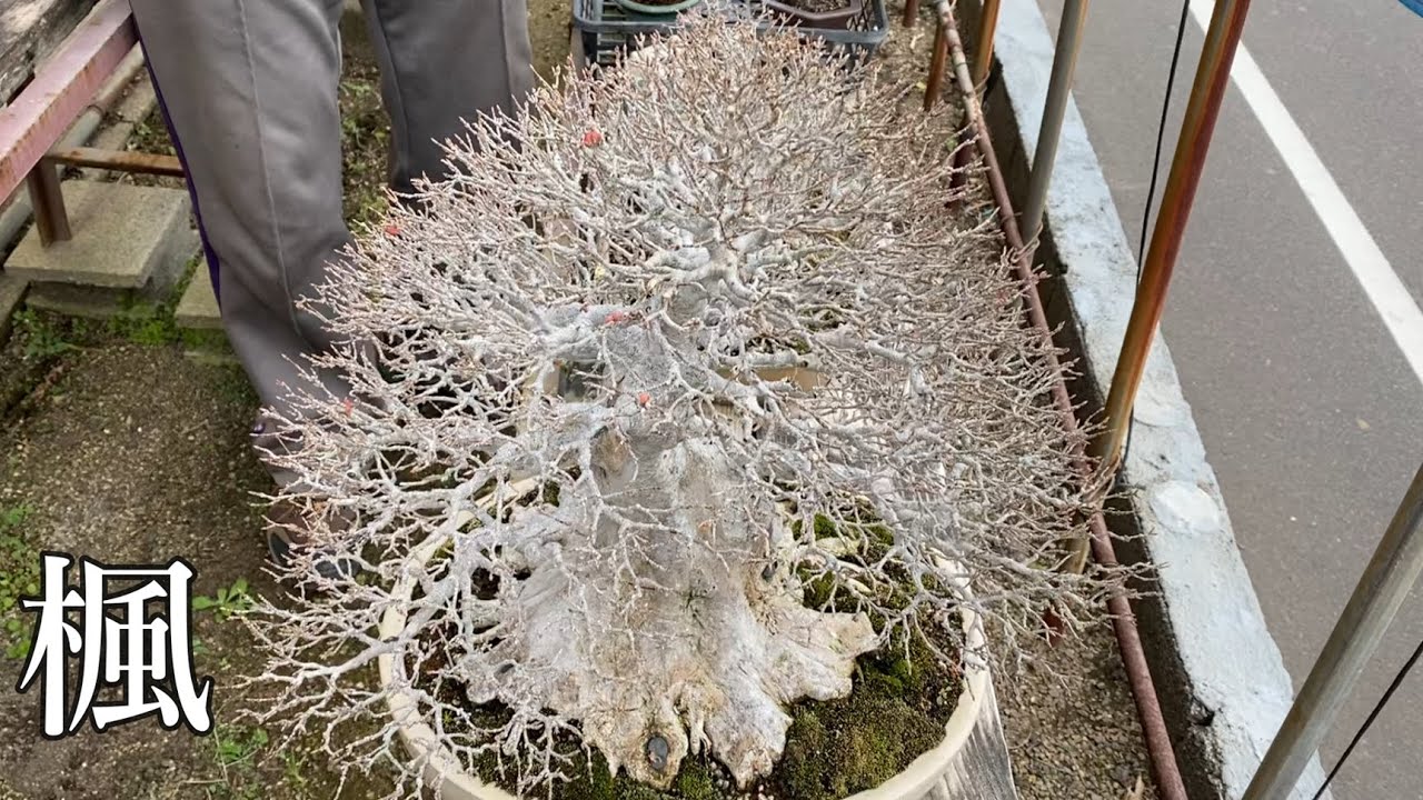 This is a real Japanese bonsai