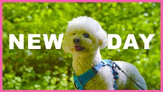 Everyday is exciting for our Bichon | 매일 가는 산책도 즐거운 강아지 | Big Gulch Trail | 시애틀일상 | 강아지하이킹 by 토토야어디가? 148 views 2 years ago 3 minutes, 7 seconds